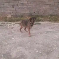 سگ ژرمن