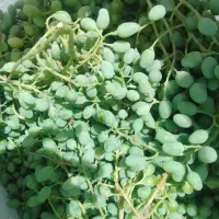 غوره|خوردنی و آشامیدنی|چهارباغ, |دیوار