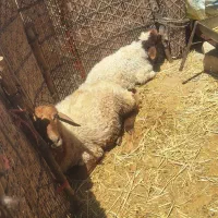 میش بره