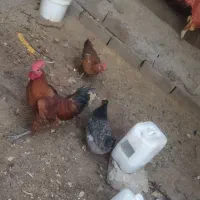 مرغ و خروس