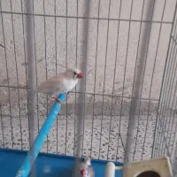 فنچ ماده