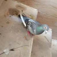 سلام کفتر مسافتی