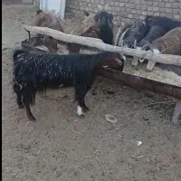 ۸ عدد بز