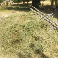 یونجه