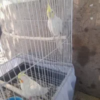 فروش جفت عروس هلندی مولد  چشم شرابی