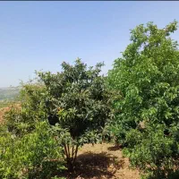 فروش-زمین-500-متر-دینه-سر-پلاک-سوم
