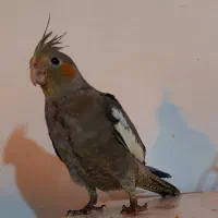 فروش عروس هلندی