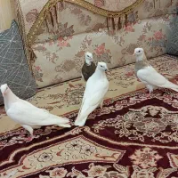 5عدد طوقی جوان