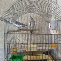 عروس هلندی