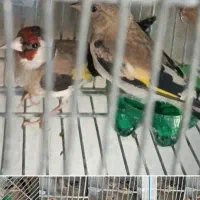 سهره بالغ نر