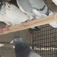 کبوتر گم شده