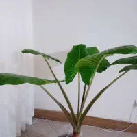 گل بابا آدم