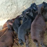 بره ماده قره قزل گوسفند میش قوچ شیشک افشار