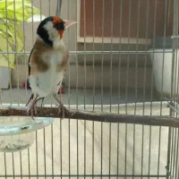 سهره مست شلاقی دهن دار