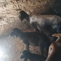 ۵ عدد میش بر سیاکبود
