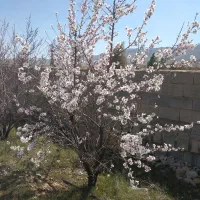 باغ پسته محصور نقدی یا معاوضه با خودرو .طلا