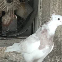 ۳ تا کبوتر جوجه و ۲ تا کهنه