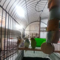 پرنده کاملا دستی