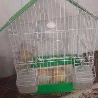 قفس پرنده در حد با وسایل