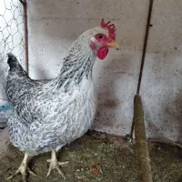 مرغ سلطان و محلی