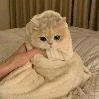 گربه و خرگوش رایگان