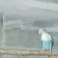طوطی برزیلی ماده معاوضه بانر