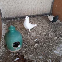 کبوتر نقش