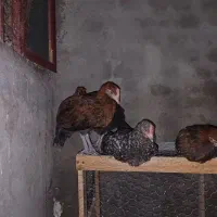 چوری