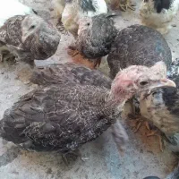 جوجه بوقلمون برنز