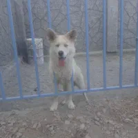 سگ هاسکی