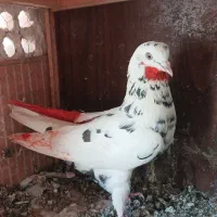 کفتر گرفتنی