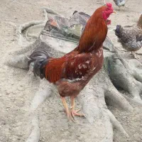 خروس|حیوانات مزرعه|سنگر, |دیوار