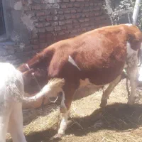 گوساله