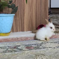 دو عدد بچه خرگوش