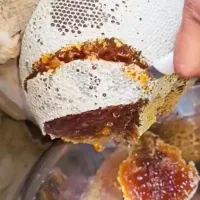 عسل وحشی کوهی زنبور ریزه به شرط آزمایش میدم