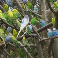 مرغ عشق پیدا شده تحویل فقط به صاحب واقعی