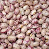 لوبیا عالی خوش پخت