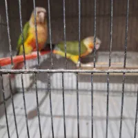 دوجفت گرینچیک تازه جفت خورده