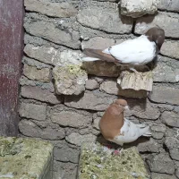 سلام برعشق بازان دیوار