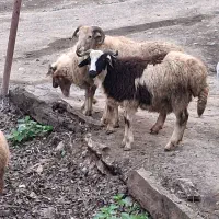 فروش  گوسفند  ‌ماده و بز