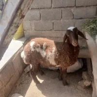 یک عدد بره ماده ۲۸ تومن