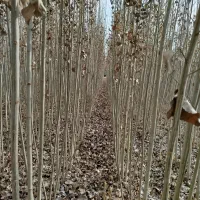 فروش نهال صنوبر های باغ مادری