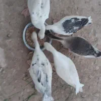 غازبزرگ