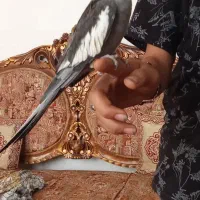 عروس هلندی اهلی