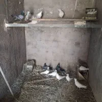 کفتر|پرنده|بم, |دیوار