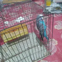 مرغ عشق|پرنده|اردبیل, |دیوار