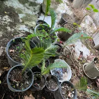 سیکاس