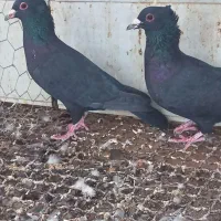 جفت کلاغ وجفت طوسی فروشی