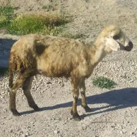 بره ماده