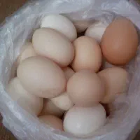 تخم مرغ محلی تازه